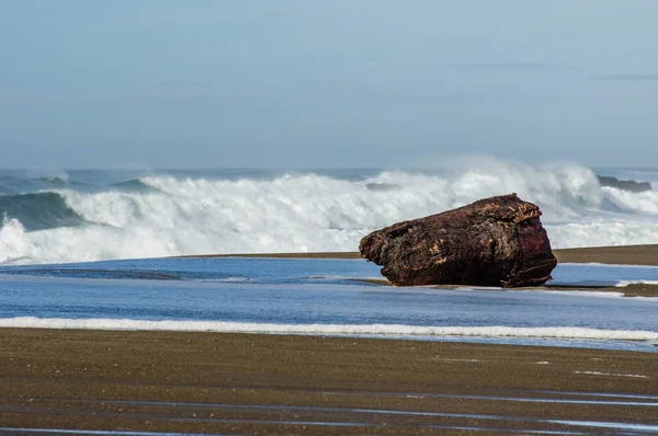 Sandy beach dalgaların karaya attığı odun günlük ile — Stok fotoğraf