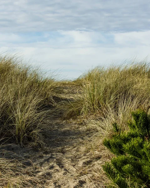 Odciśnięte ślady na piasku nad dune — Zdjęcie stockowe