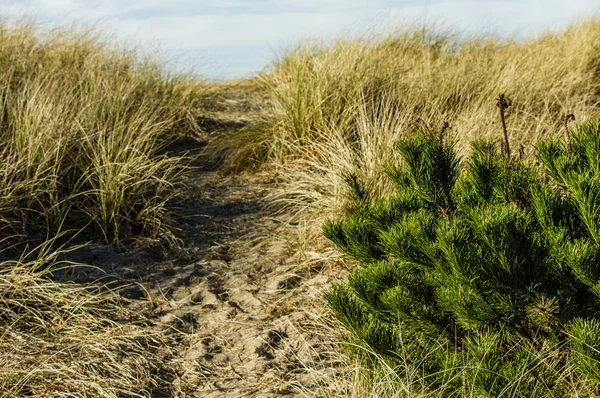 Versleten pad in het zand over het Duin — Stockfoto