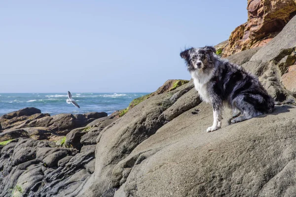 Australian Shepherd watches the tide — Stock Photo, Image