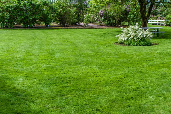Yeşil çim çim ve Bahçe — Stok fotoğraf