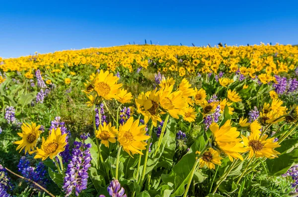 Wildflower praire met Balsamroot en Lupine — Stockfoto