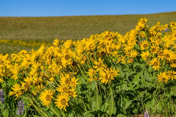 Wildflower praire met Balsamroot en Lupine — Stockfoto