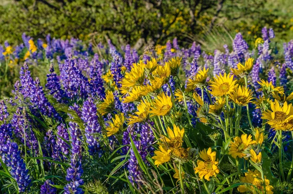 Wildblumen-Prärie mit Balsamwurzel und Lupine — Stockfoto
