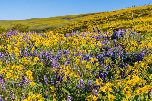 Wildflower praire med Balsamroot och Lupine — Stockfoto