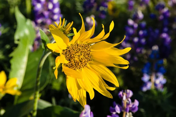 WIldflower praire with Balsamroot and Lupine — Stock Photo, Image