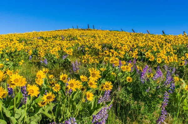 Wildflower praire met Balsamroot en Lupine — Stockfoto