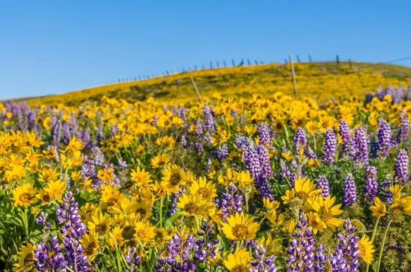 Wildflower praire met Balsamroot en Lupine — Stockfoto