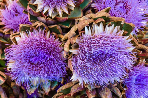 Blå kronärtskocka blommor på marknaden — Stockfoto