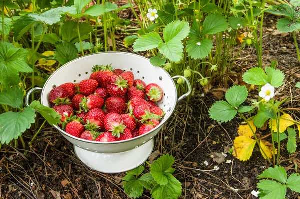 Färska jordgubbar i en vit skål Royaltyfria Stockfoton