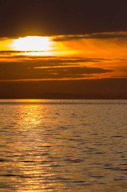 Sunset ve Semiahmoo Körfezi su kuşları