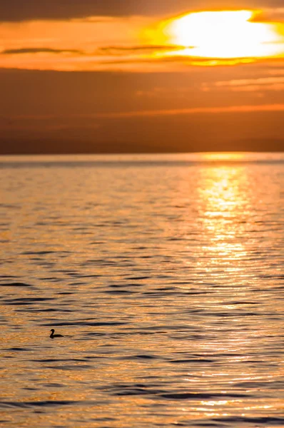 日落和水禽 Semiahmoo 湾 — 图库照片