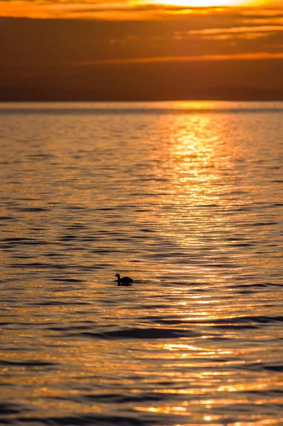 日落和水禽 Semiahmoo 湾 — 图库照片