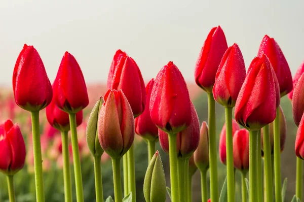 Row of red tulips with green stems — Stock Photo, Image