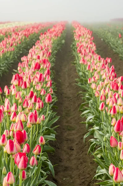 Rows of blooming red tulips — Stock Photo, Image