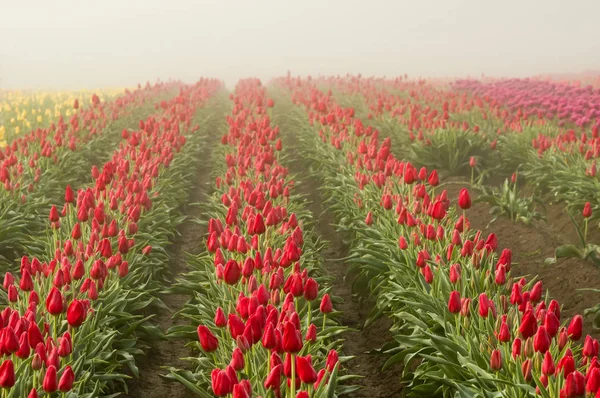 Rows of blooming red tulips — Stock Photo, Image
