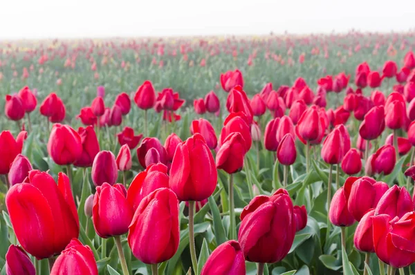 Ряди квітучих червоних тюльпанів — стокове фото