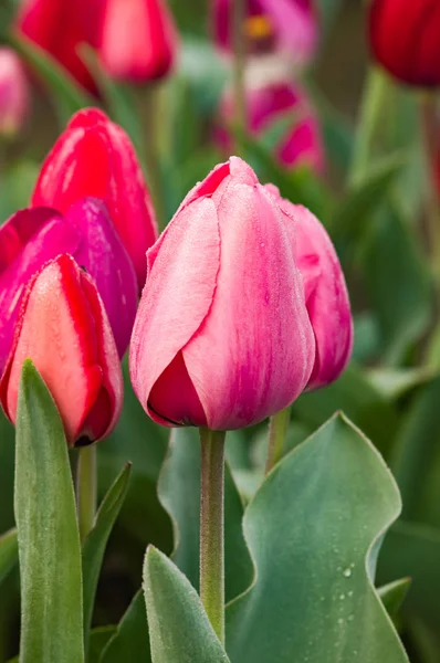 Blooming pink tulip flowers — Stock Photo, Image