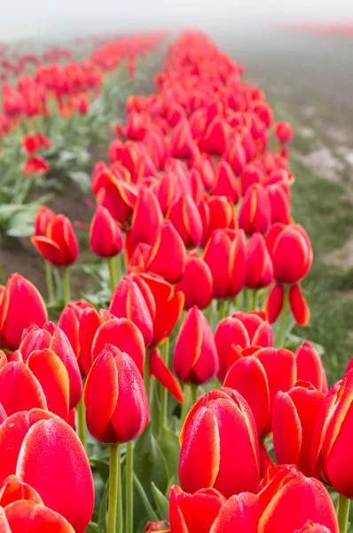 Blooming tulip fields in the fog — Stock Photo, Image