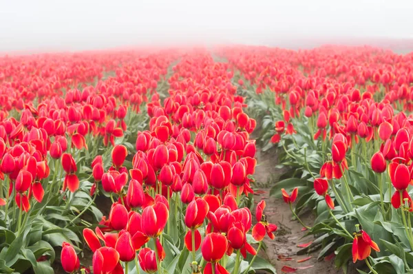 Blooming tulip fields in the fog — Stock Photo, Image