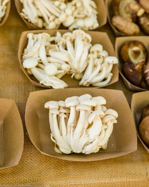 Vers geoogste champignons van de beuk — Stockfoto