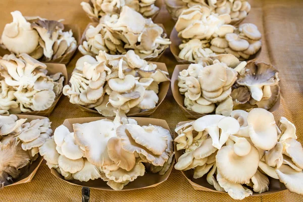 Funghi appena raccolti sul mercato — Foto Stock