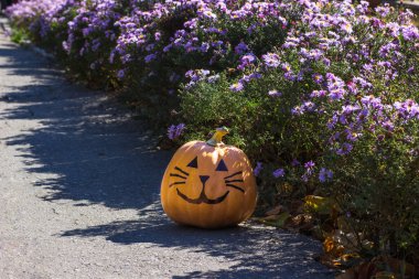 Çiçekler içinde komik Halloween kabak kedi