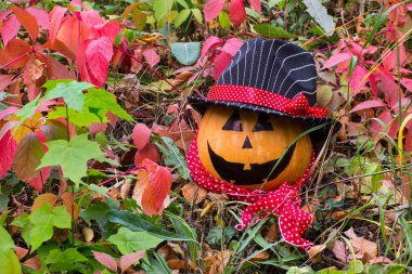 Güzel olgun Halloween kabak çim