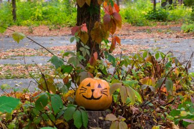 Bahçedeki komik güzel Halloween kabak kedi