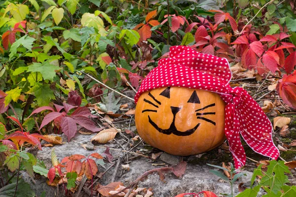Halloween pumpkin pirate cat in the garden