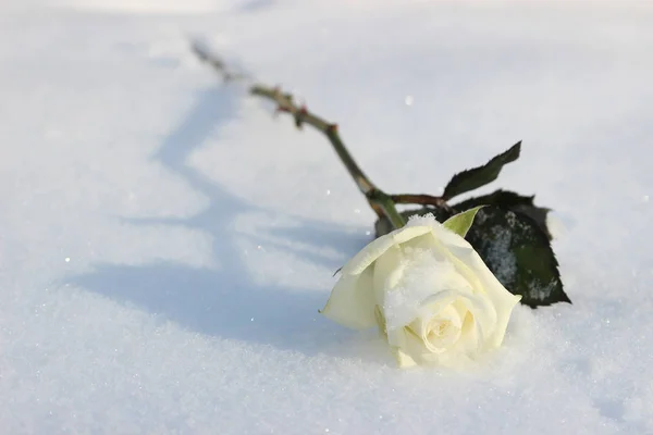 Rose tendre blanche gèle dans la neige froide — Photo
