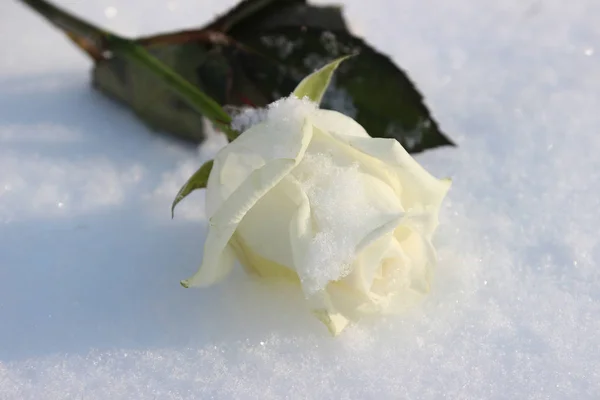 Bonne rose blanche gèle dans la neige froide — Photo