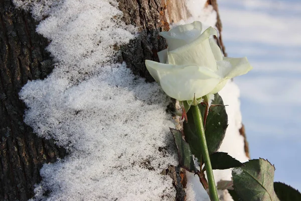 Biała Róża ładne zawiesza się w zimny śnieg — Zdjęcie stockowe