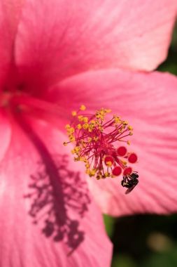 Close up bee gather honey on pink hibiscus clipart