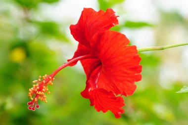 Hibiscus kırmızı yeşil bokeh ile