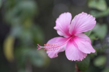 bokeh ile pembe ebegümeci
