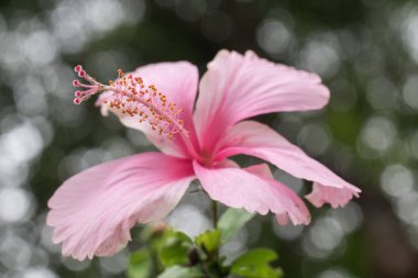 5 yaprakları ile pembe ebegümeci