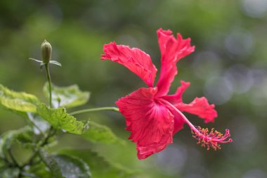 Kırmızı Hibiscus öğleden sonra