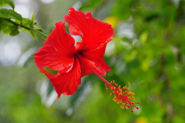 Gün ışığına yapraklarla kırmızı ebegümeci