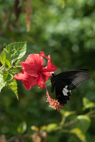 Kelebek kırmızı hibiscus nektarı toplamak