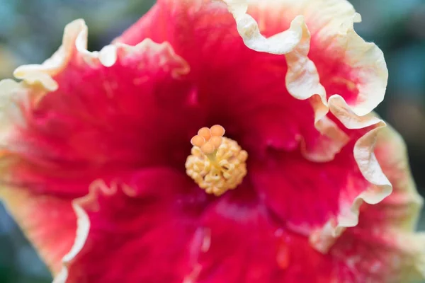Hibiscus con pétalo rojo y estigma amarillo — Foto de Stock