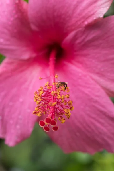 Abelha no estigma Hibisco rosa — Fotografia de Stock