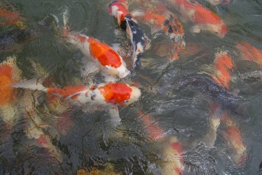 Bataklık kırmızı koi balık.