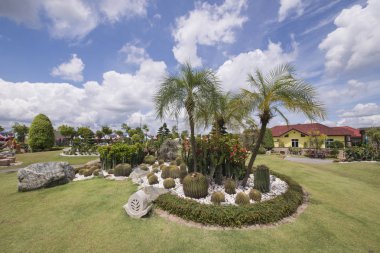 Palmiye ağacı kaktüs ile.