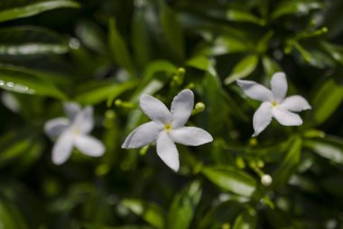 Yeşil yaprakları ile beyaz windflower.