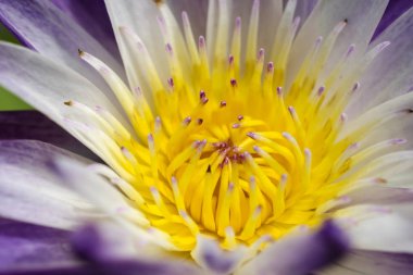 Mor petal sarı ercik nilüfer