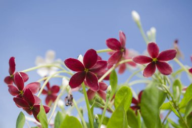 Rangoon sarmaşık. Koyu kırmızı çiçek. sarı-yeşil lance şeklinde yeşil yaprakları.