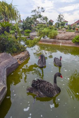 Siyah kuğular Yüzme float bahçede grup.