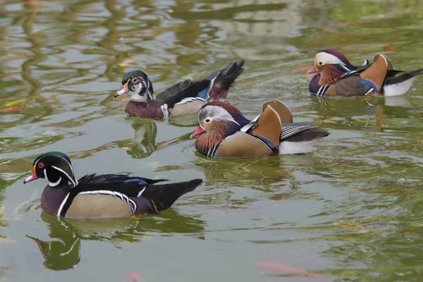 Eine kleine Gruppe von Entenfamilien. — Stockfoto