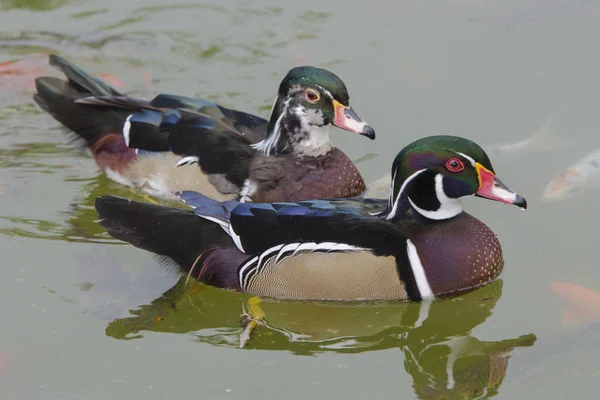 İki Mandarin ördeği veya tüneyen ördek. 